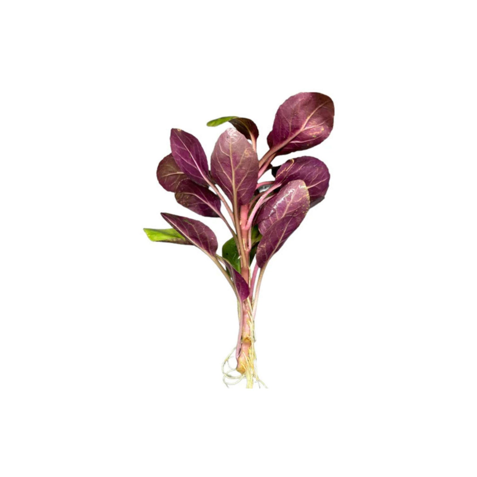 Dwarf Cardinal Plant (Lobelia Cardinalis)