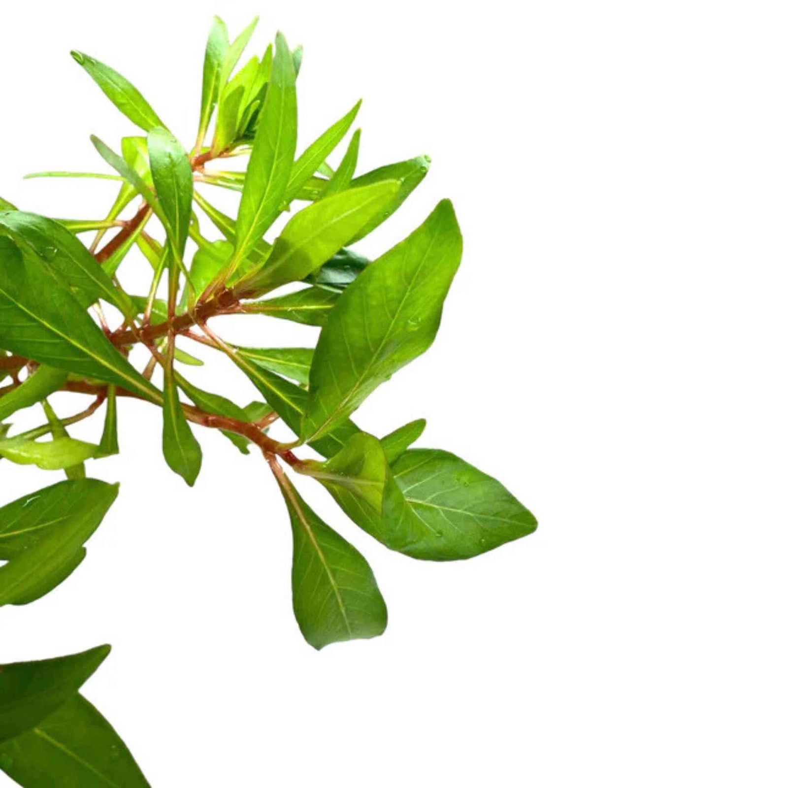 Ludwigia Inclinata (Cuba)