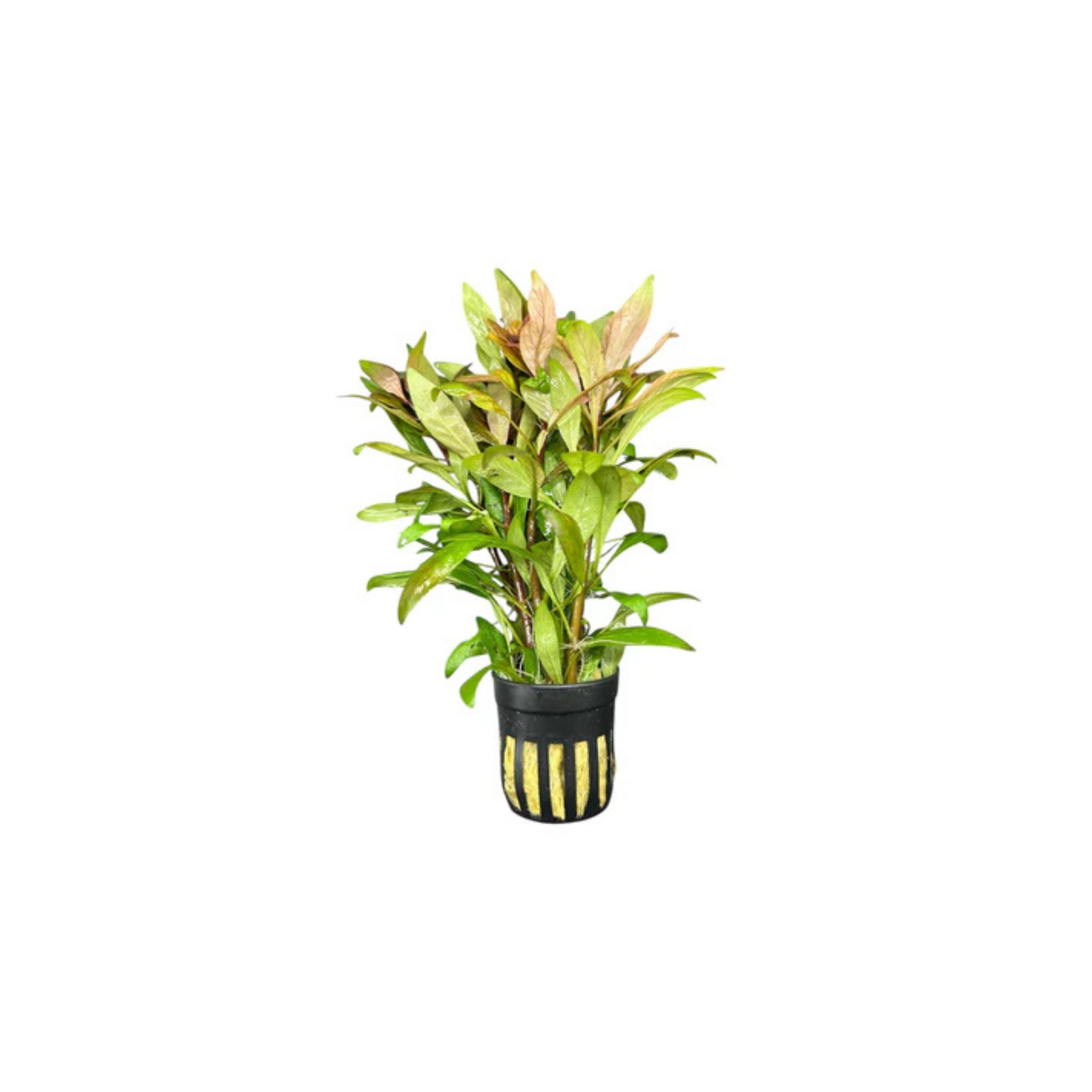Ludwigia Inclinata (Cuba)