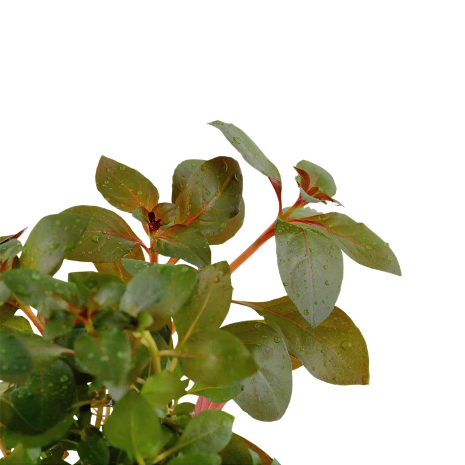 Ludwigia Repens (Rubin)