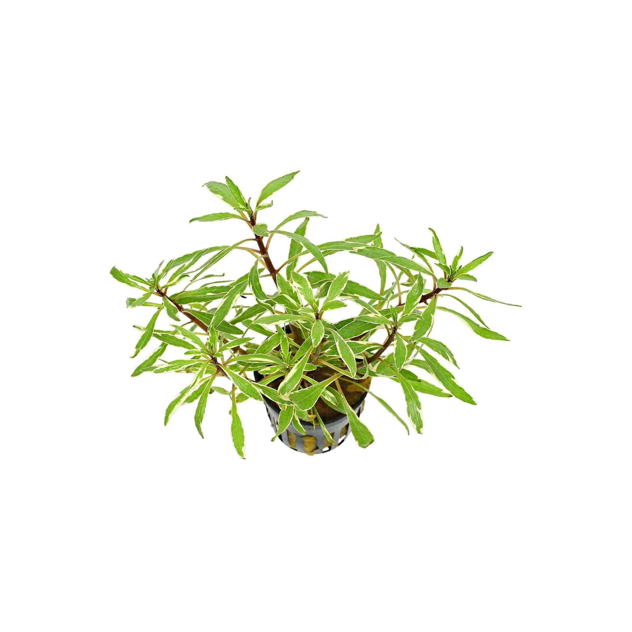 Ludwigia Inclinata "Verticillata White"