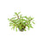 Ludwigia Inclinata "Verticillata White"