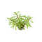 Ludwigia Inclinata "Verticillata White"