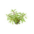 Ludwigia Inclinata "Verticillata White"