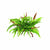 Java Fern Microsorum