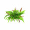 Java Fern Microsorum