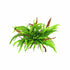 Java Fern Microsorum