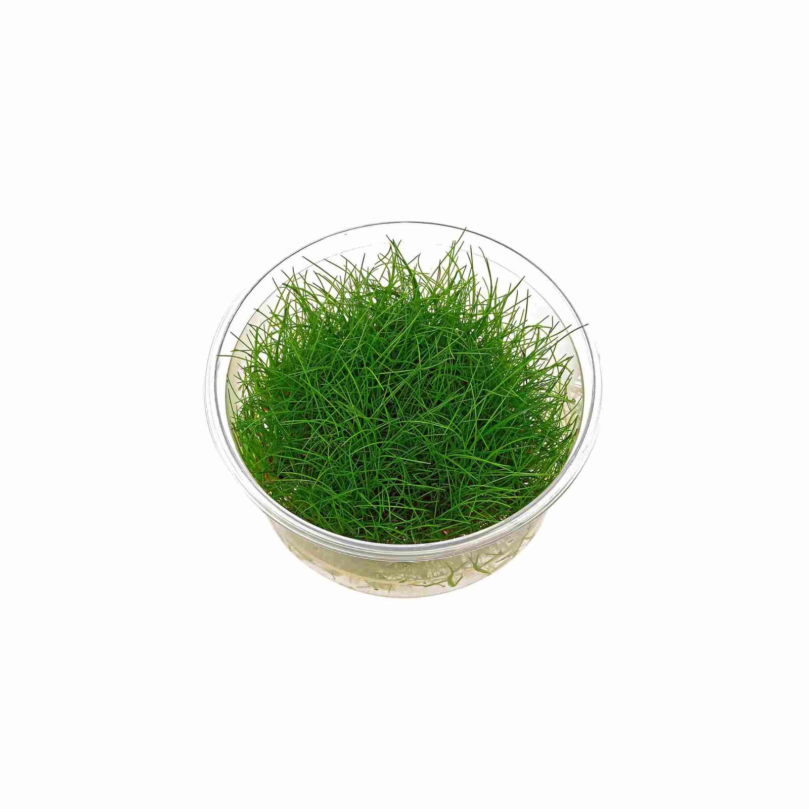 Eleocharis acicularis 'Mini' - Tissue Culture