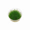 Eleocharis acicularis 'Mini' - Tissue Culture