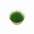 Eleocharis acicularis 'Mini' - Tissue Culture