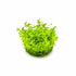 Buy Monte Carlo Micranthemum foreground plantin in USA 