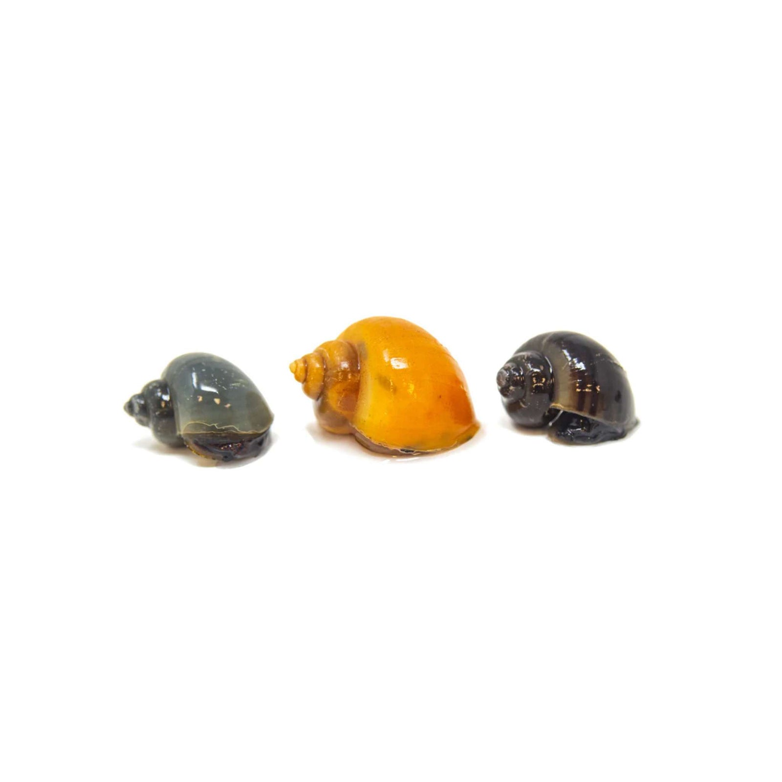 Mystery Snail (Pomacea bridgesii)