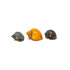 Mystery Snail (Pomacea bridgesii)
