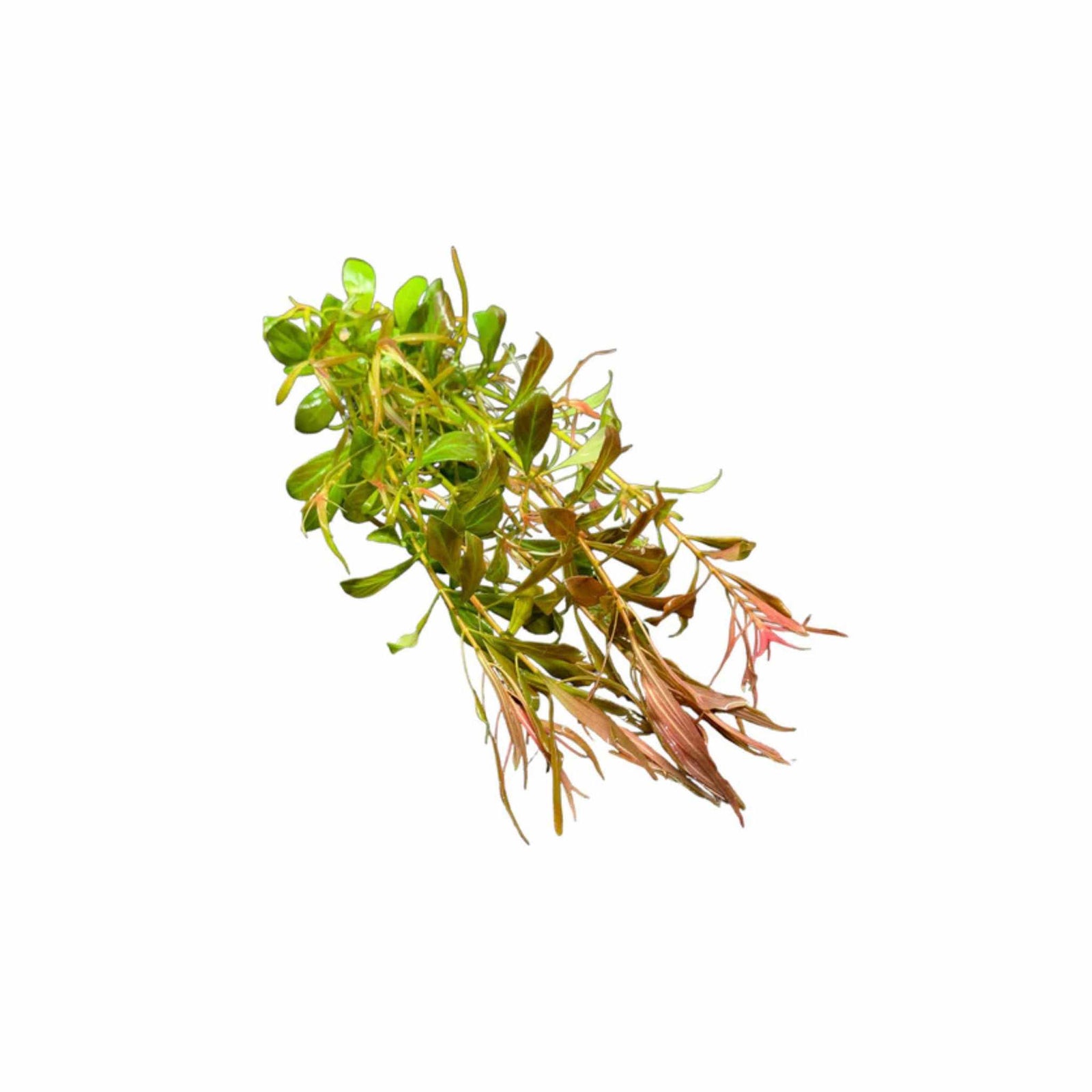 Needle Leaf Ludwigia Arcuata