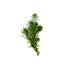 Parrot Feather Plant (Myriophyllum Aquaticum)