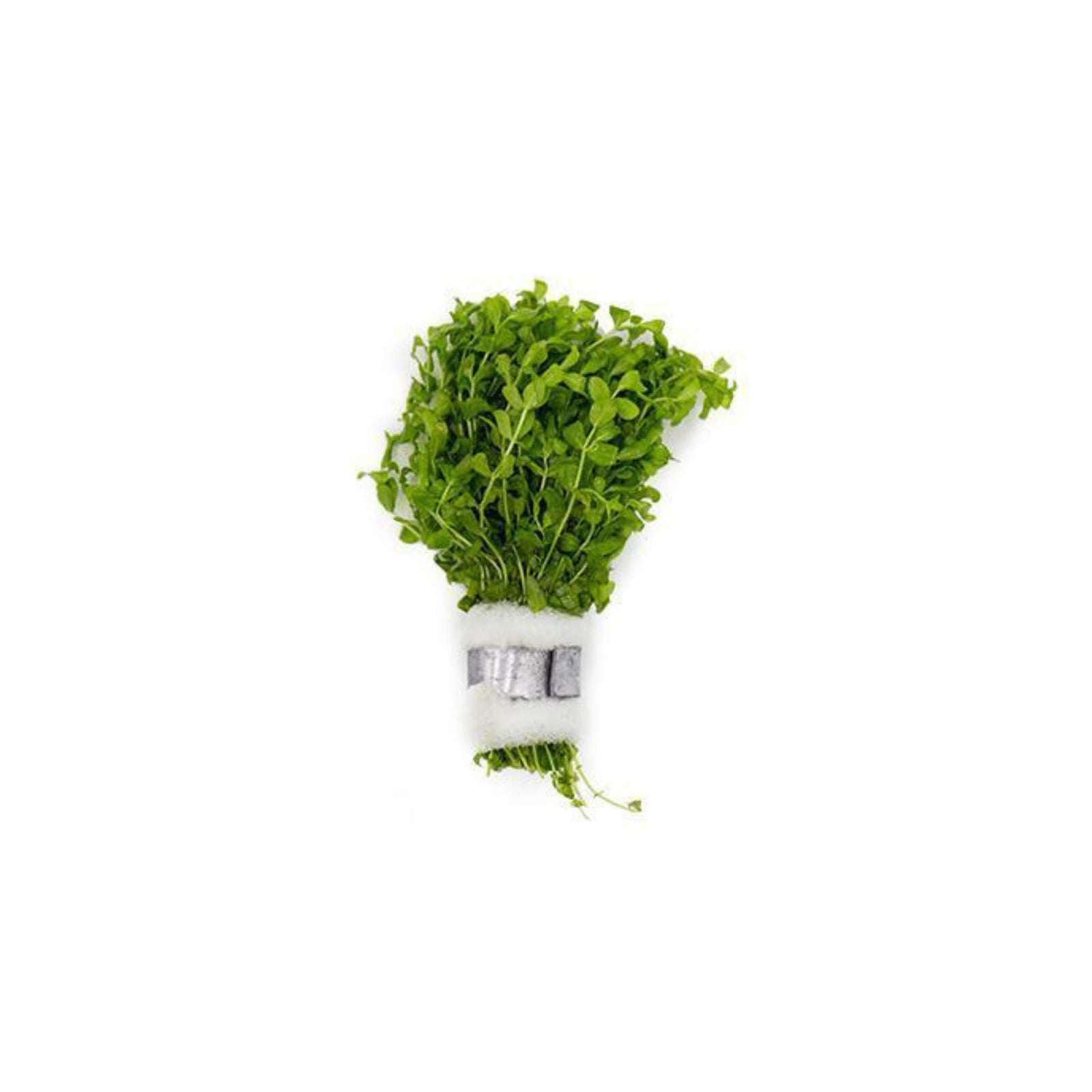 (Pearl Weed) Hemianthus Micranthemoides