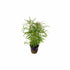 Pogostemon Stellatus Narrowleaf