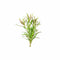 Pogostemon Stellatus Narrowleaf
