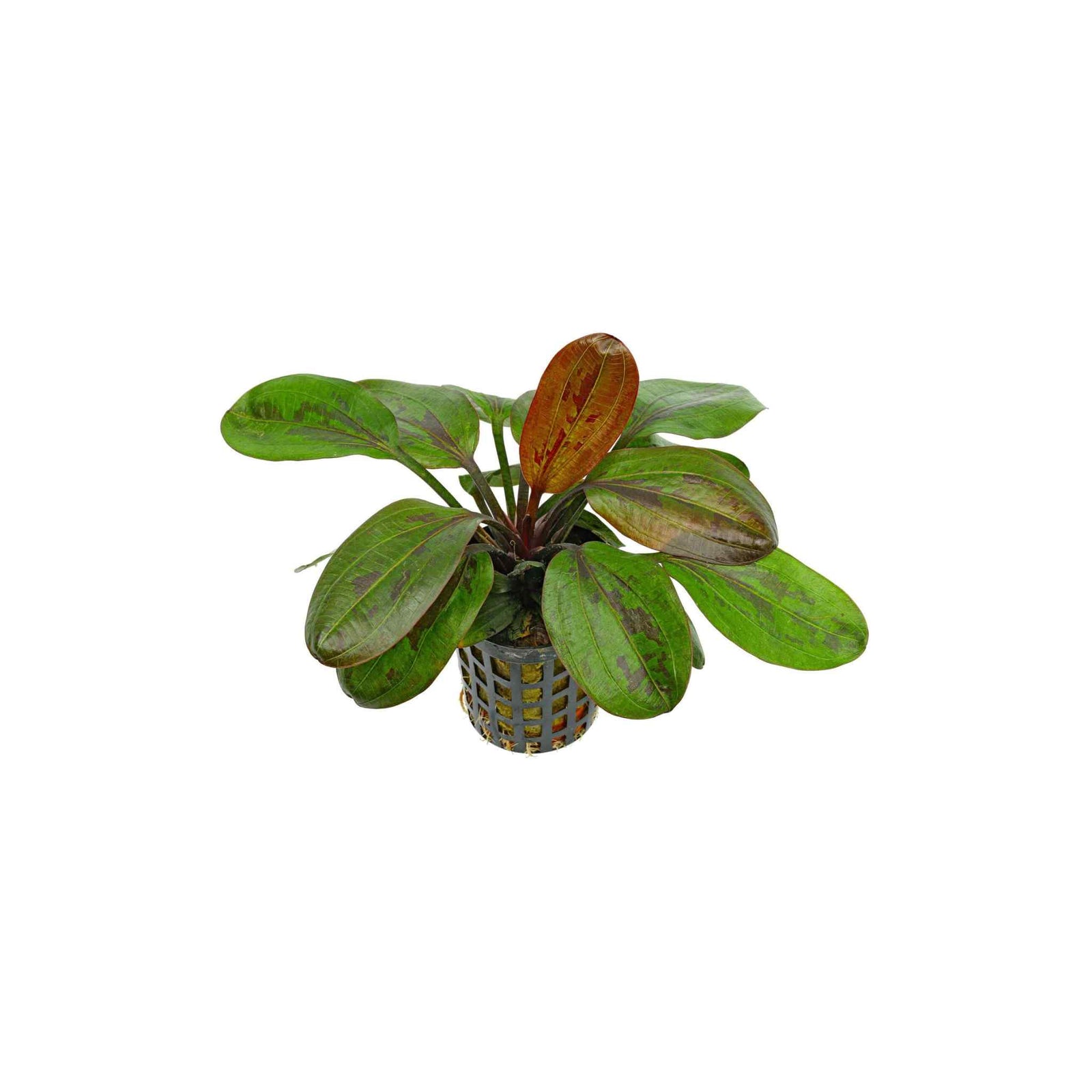 Amazon Sword Echinodorus (Red Pearl)