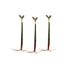 Mangrove Red (Rhizophora mangle)
