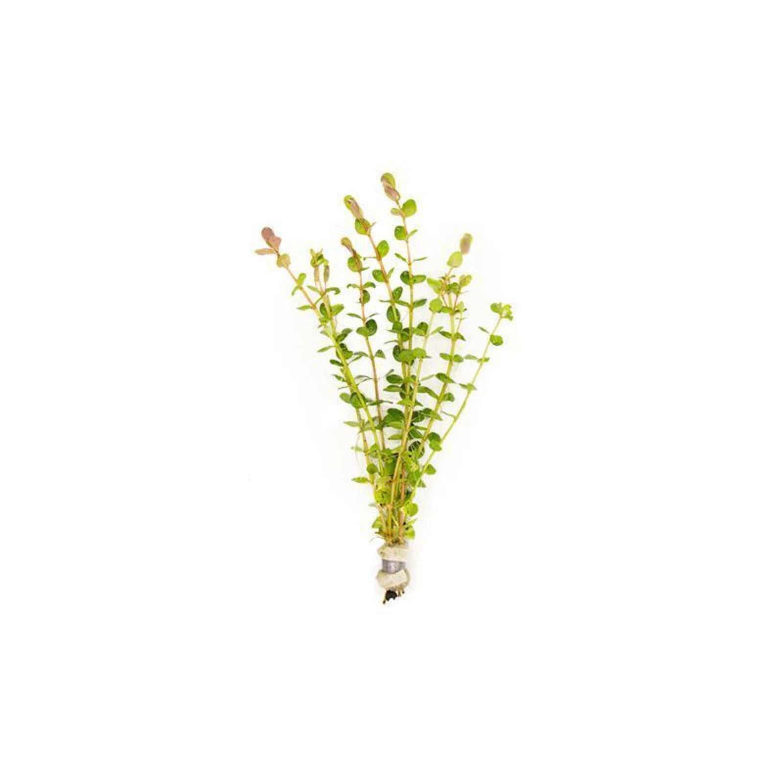 Rotala Indica Potted 2