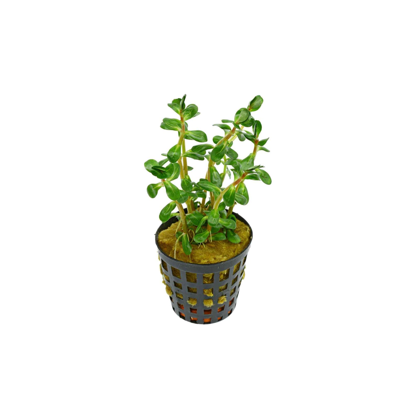Rotala Indica Potted 2