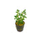 Rotala Indica Potted 2"