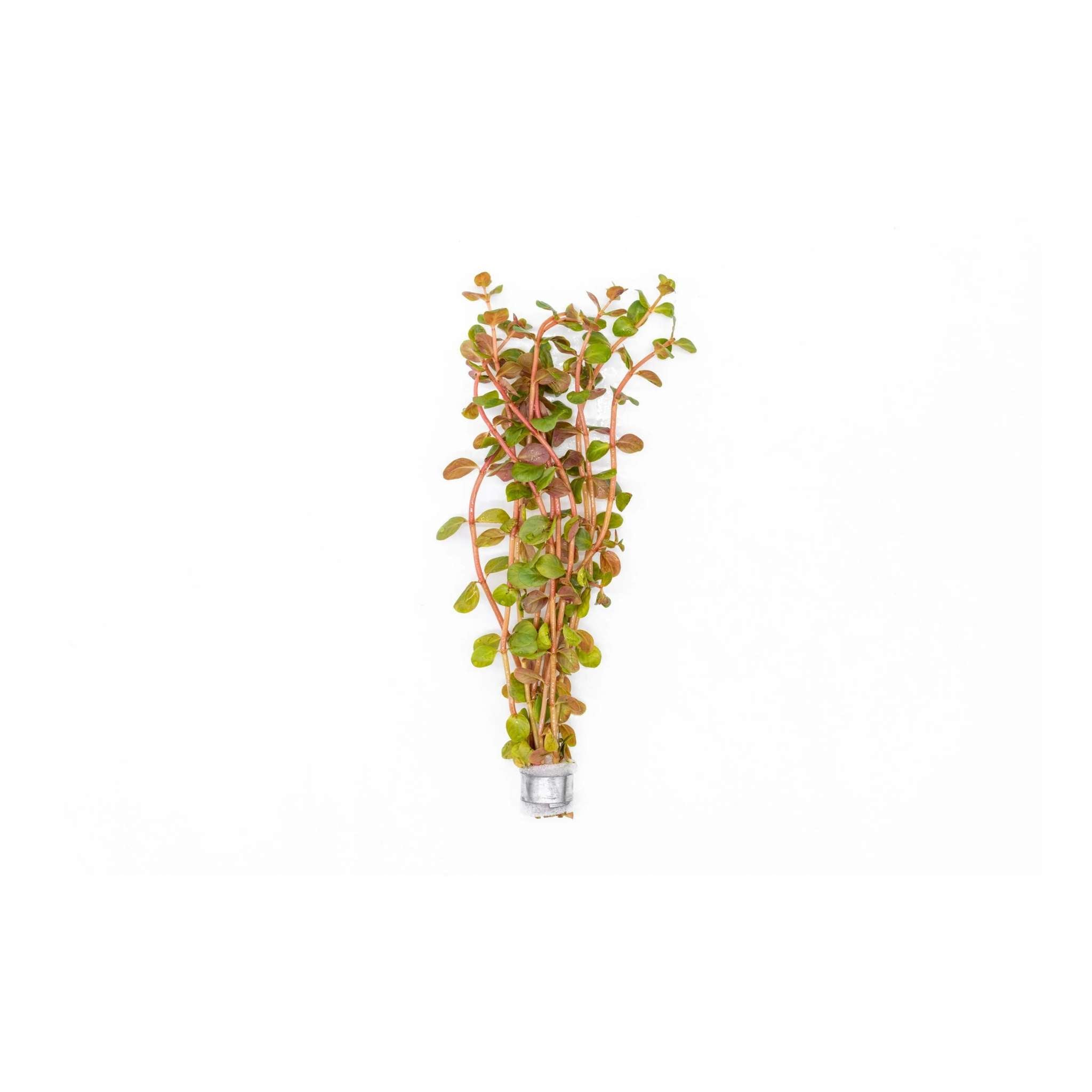 Rotala Vietnam HRa