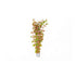 Rotala Vietnam HRa