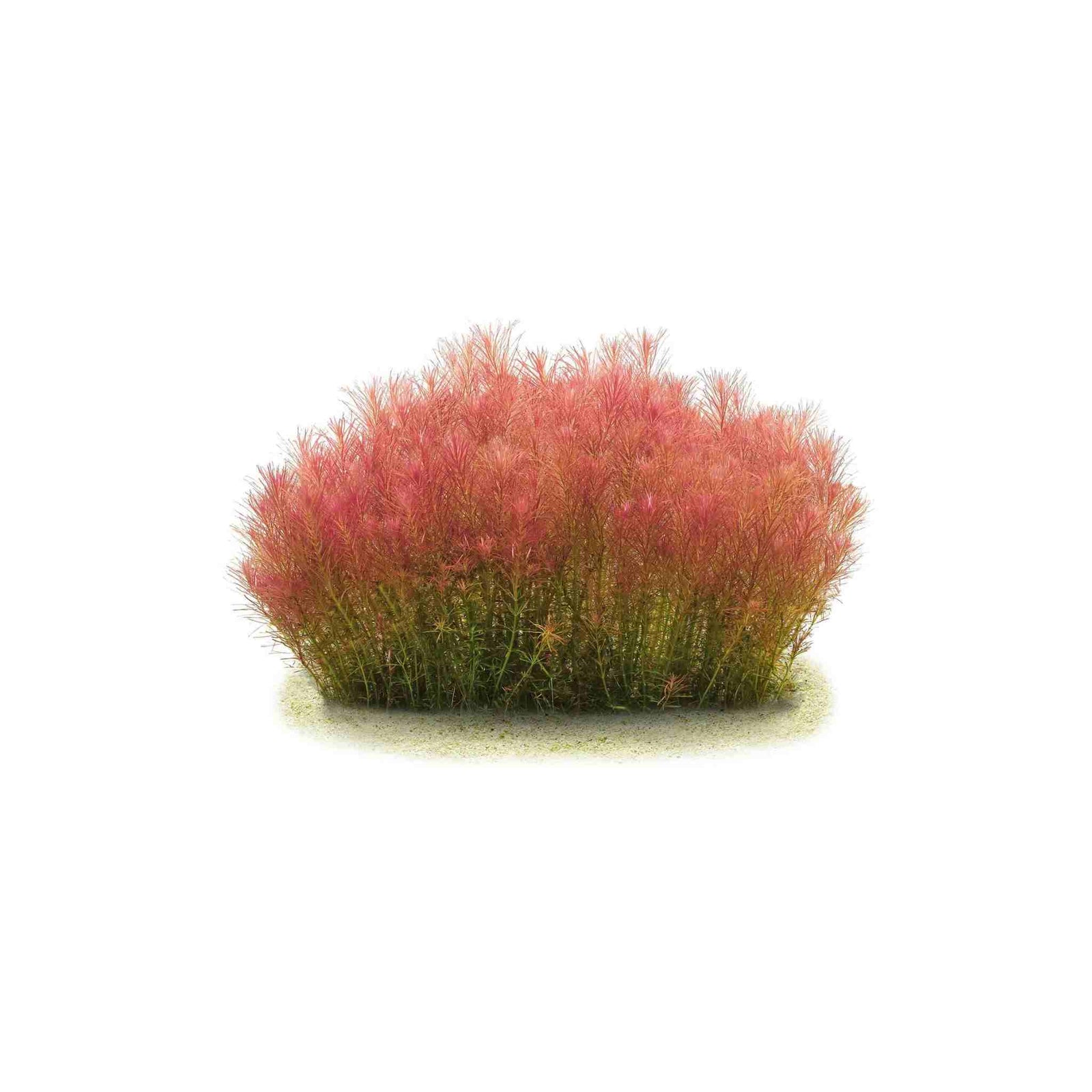 Rotala Wallichii (Bright Red) Plant