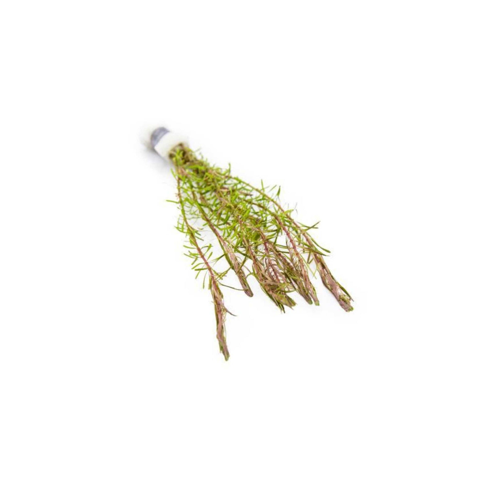 Rotala Wallichii (Bright Red) Plant