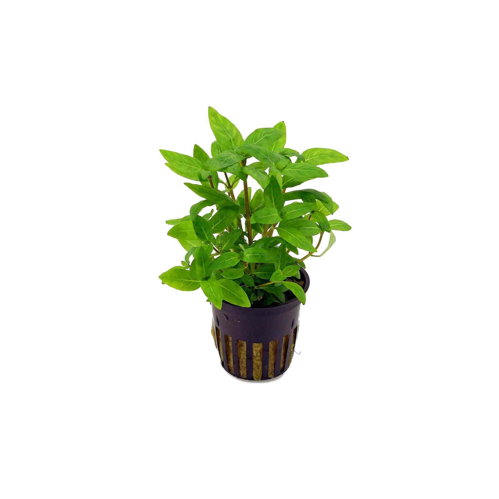 Staurogyne Repens Portion