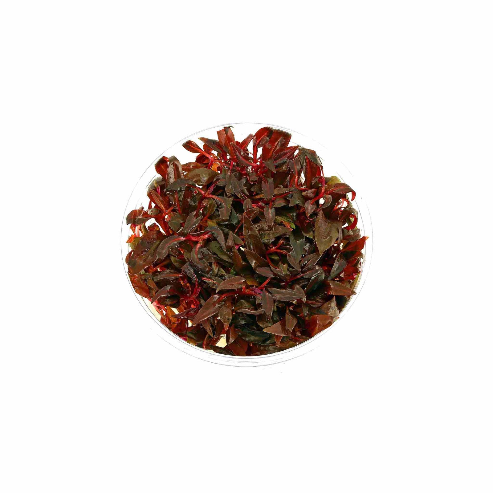 Alternanthera reineckii 'Mini' - Tissue Culture.
