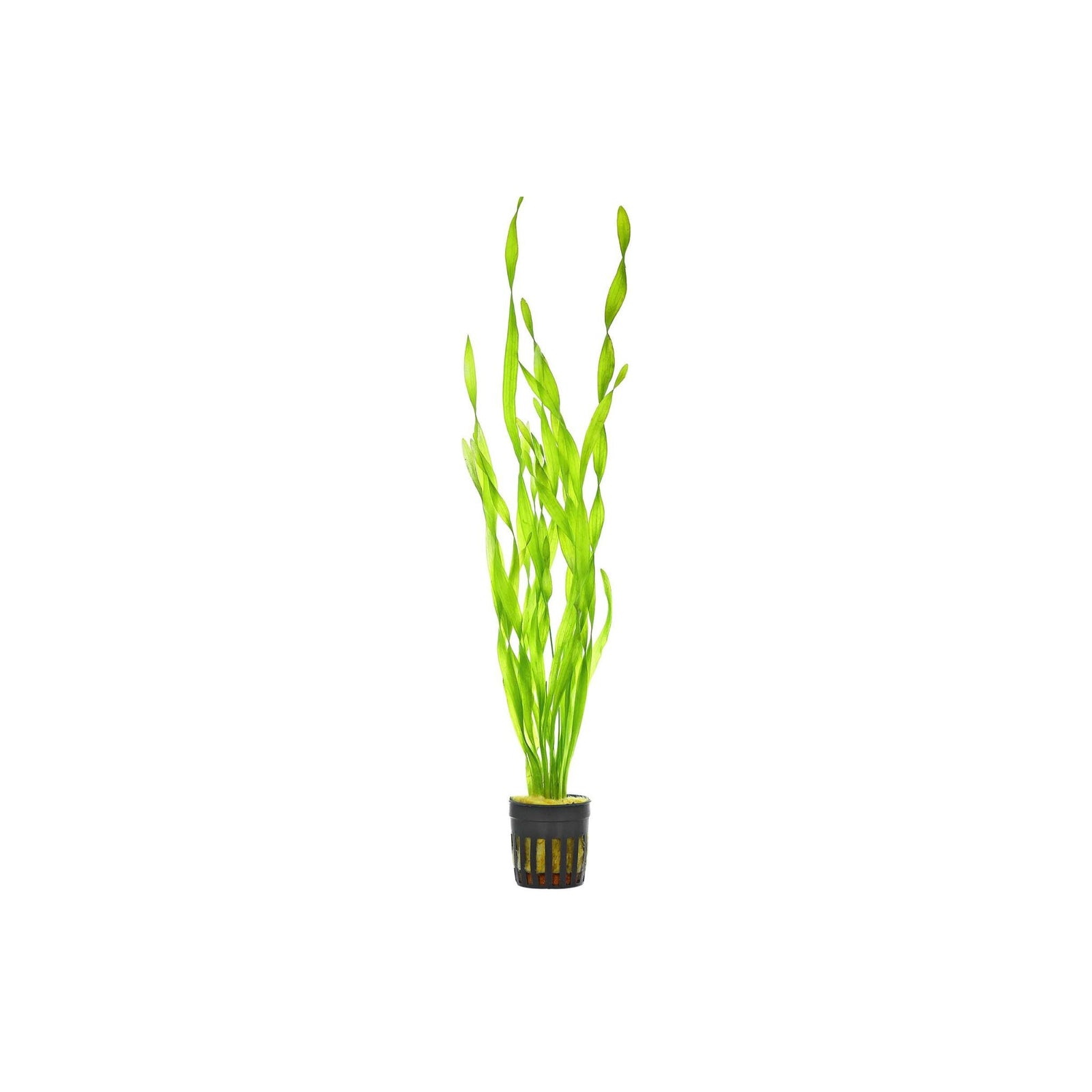 Jungle Vallisneria Asiatica Contortion Bunch