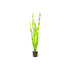 Jungle Vallisneria Asiatica Contortion Bunch
