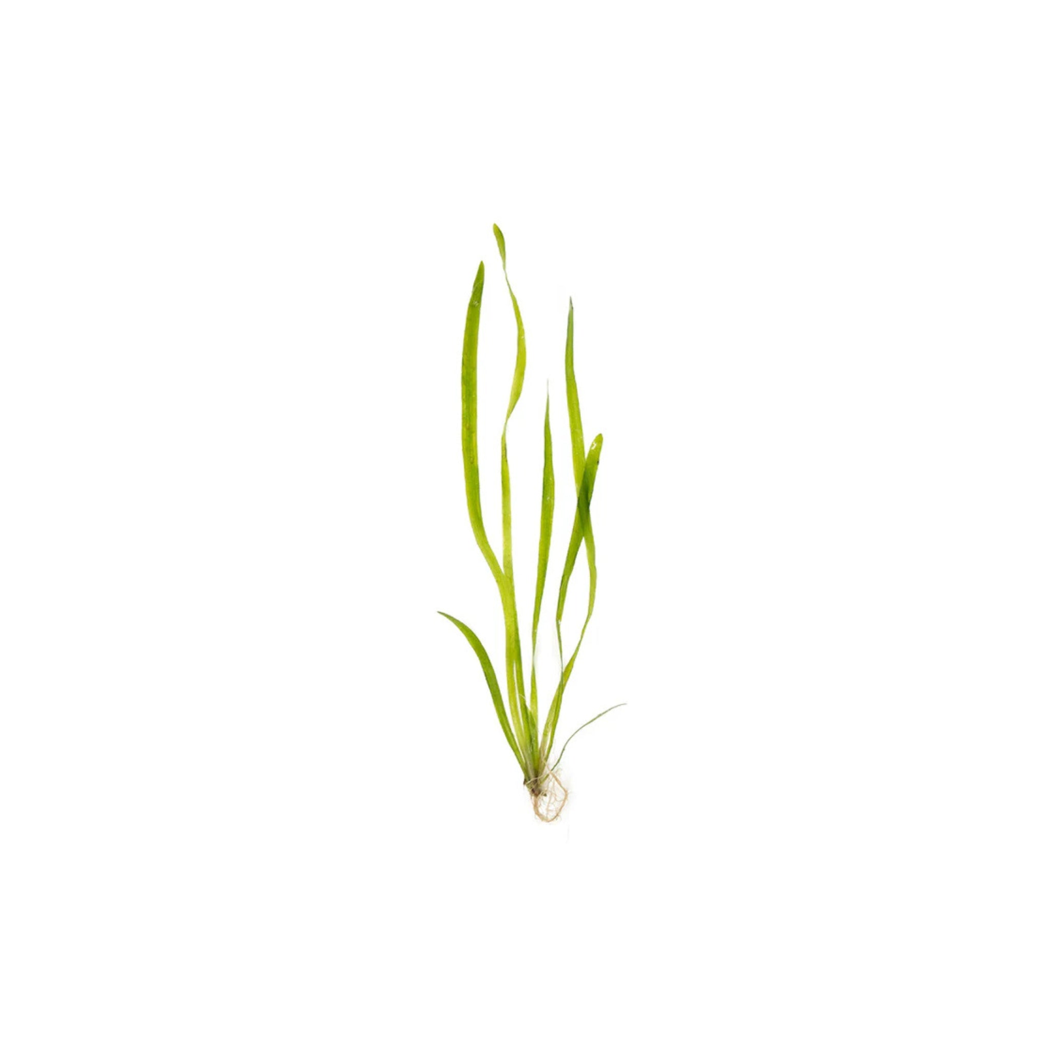 Valisnaria Spiralis "Italian"