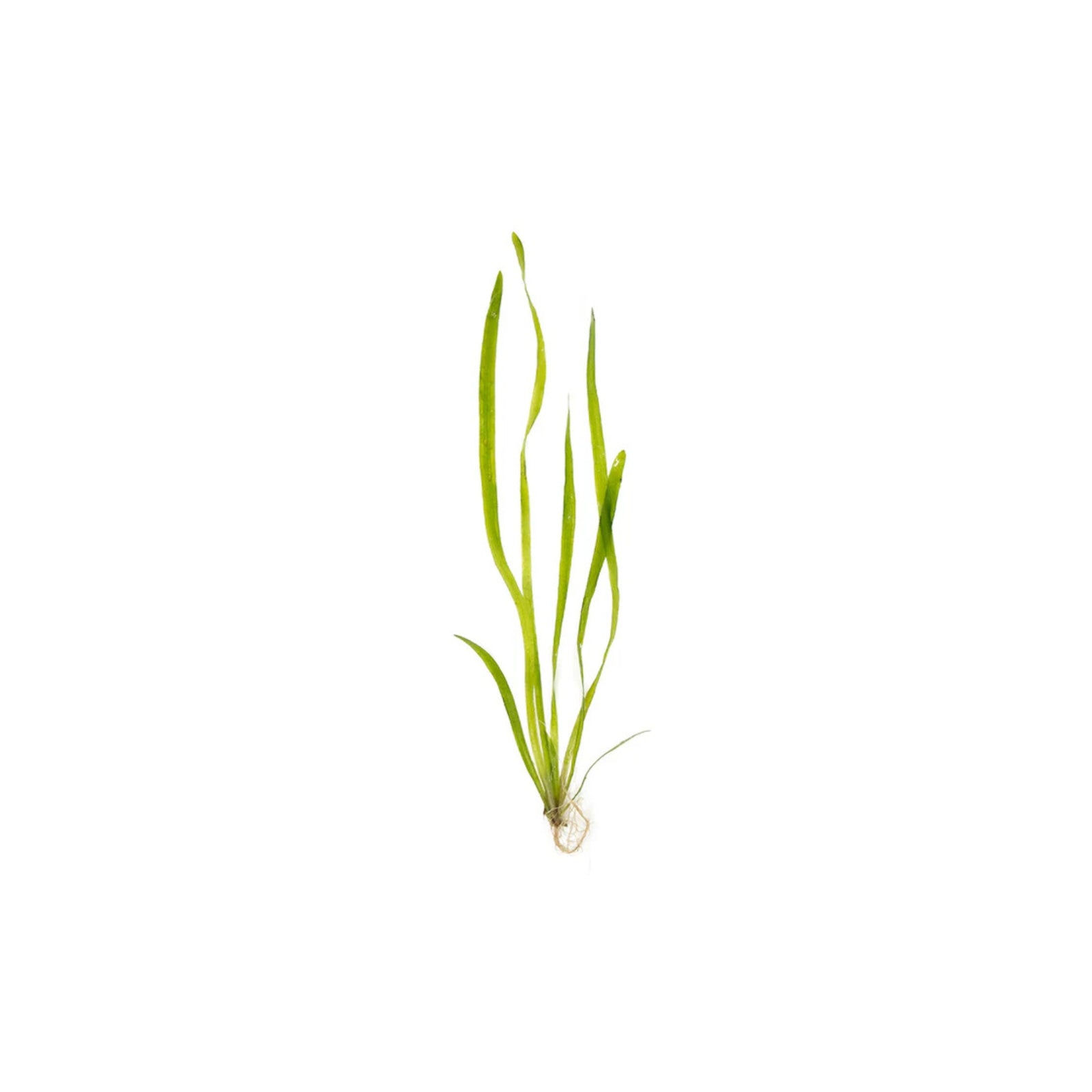 Vallisneria Spiralis 