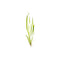 Vallisneria Spiralis "Italian"
