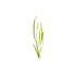 Vallisneria Spiralis "Italian"
