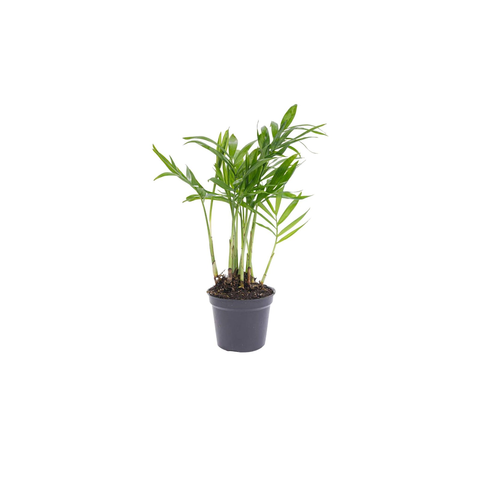 Bella Palm (Chamaedorea elegans)