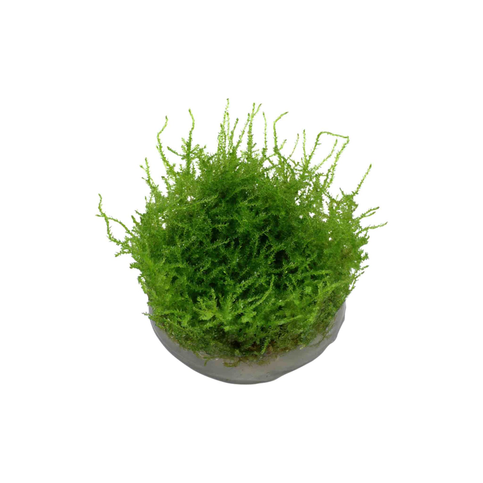 Christmas Moss 