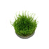 Christmas Moss "Vesicularia Montagnei"
