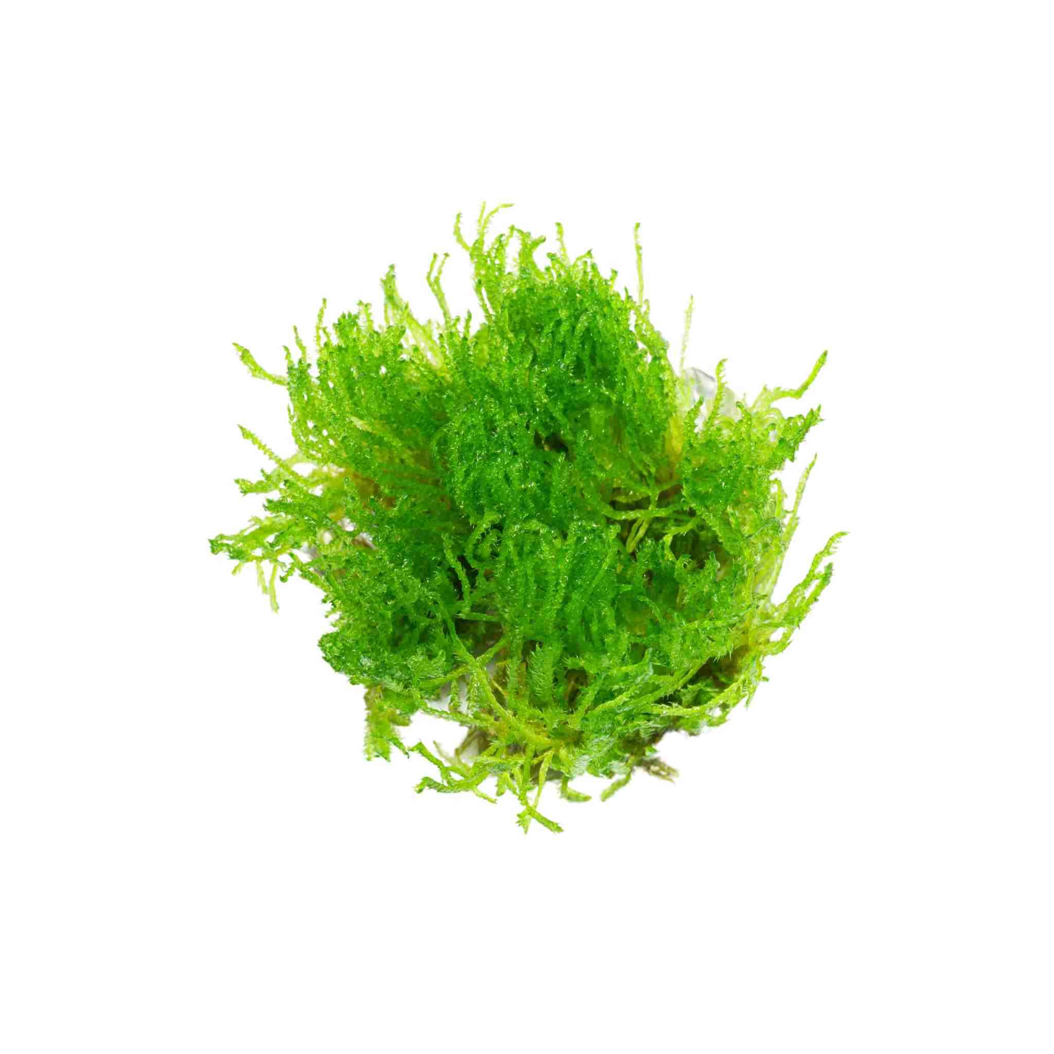 Christmas Moss "Vesicularia Montagnei"
