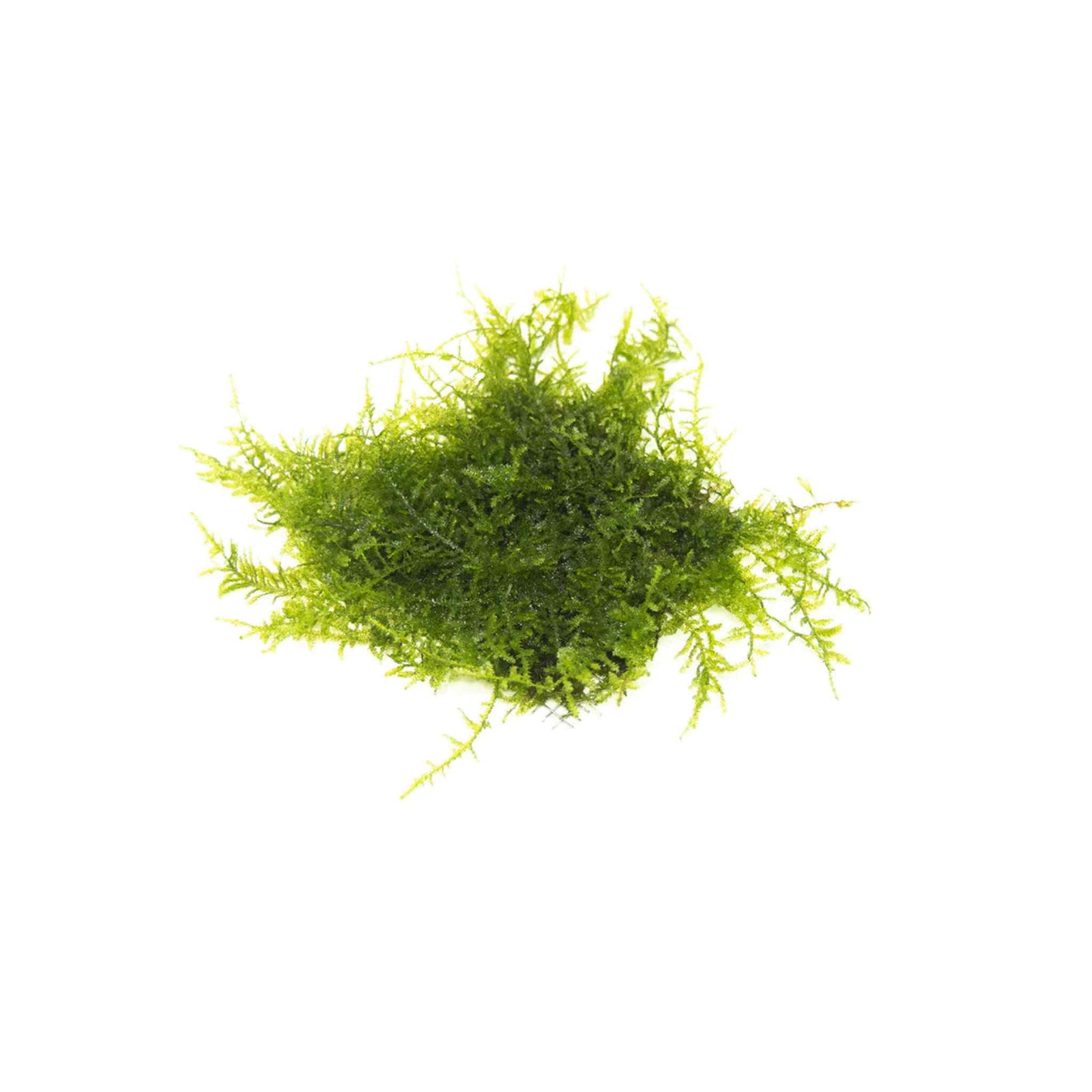 Christmas Moss 