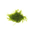 Christmas Moss "Vesicularia Montagnei"