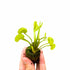Venus Flytrap ‘Dente’ – (Dionaea muscipula) Carnivorous Plant