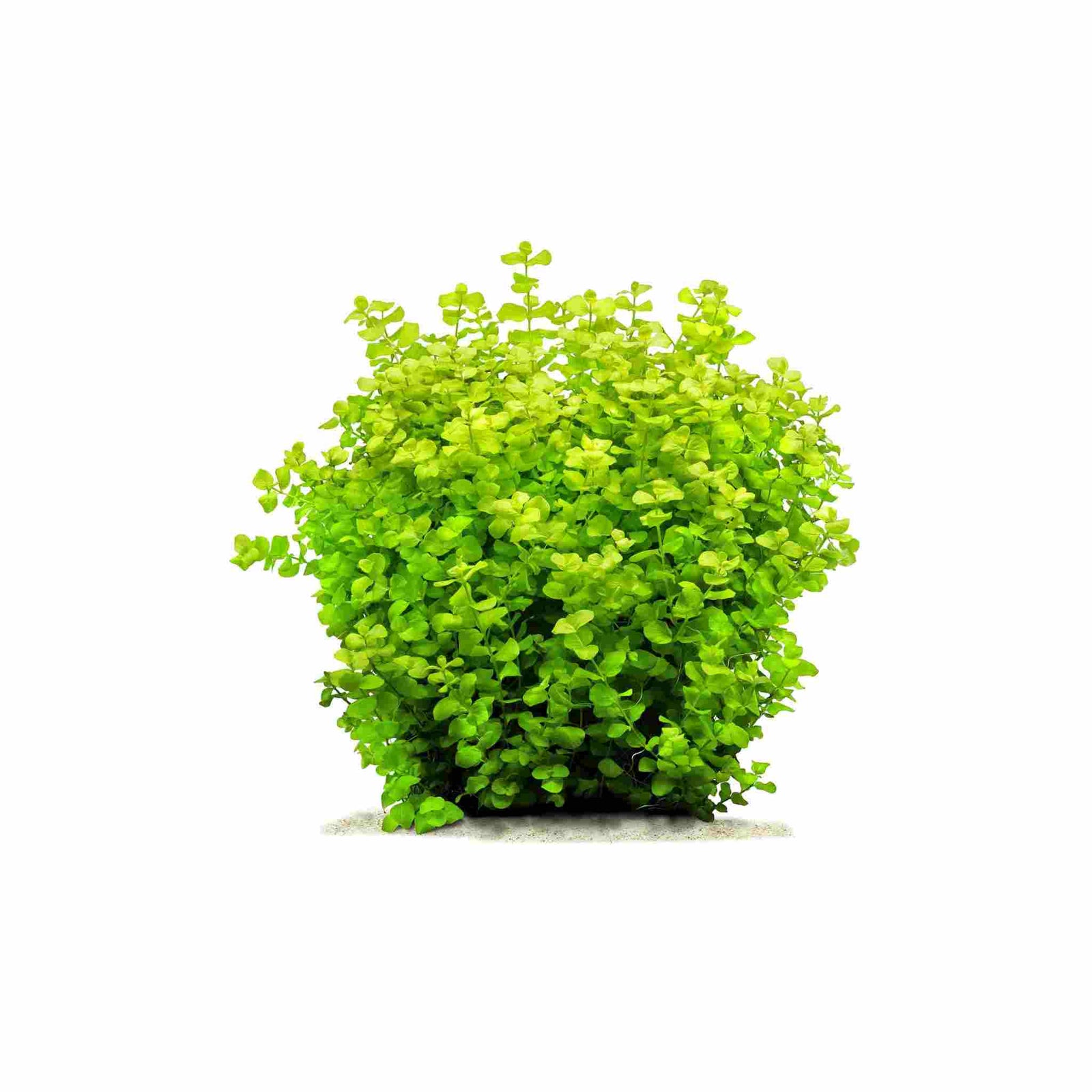 Lloydiella (Lysimachia Nummularia) Creeping Jenny 3 Stems