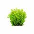 Lloydiella (Lysimachia Nummularia) Creeping Jenny 3 Stems
