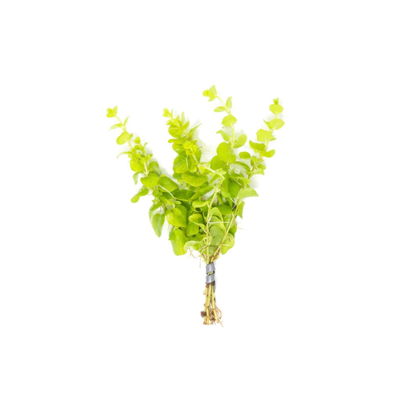 Lloydiella (Lysimachia Nummularia) Creeping Jenny 3 Stems