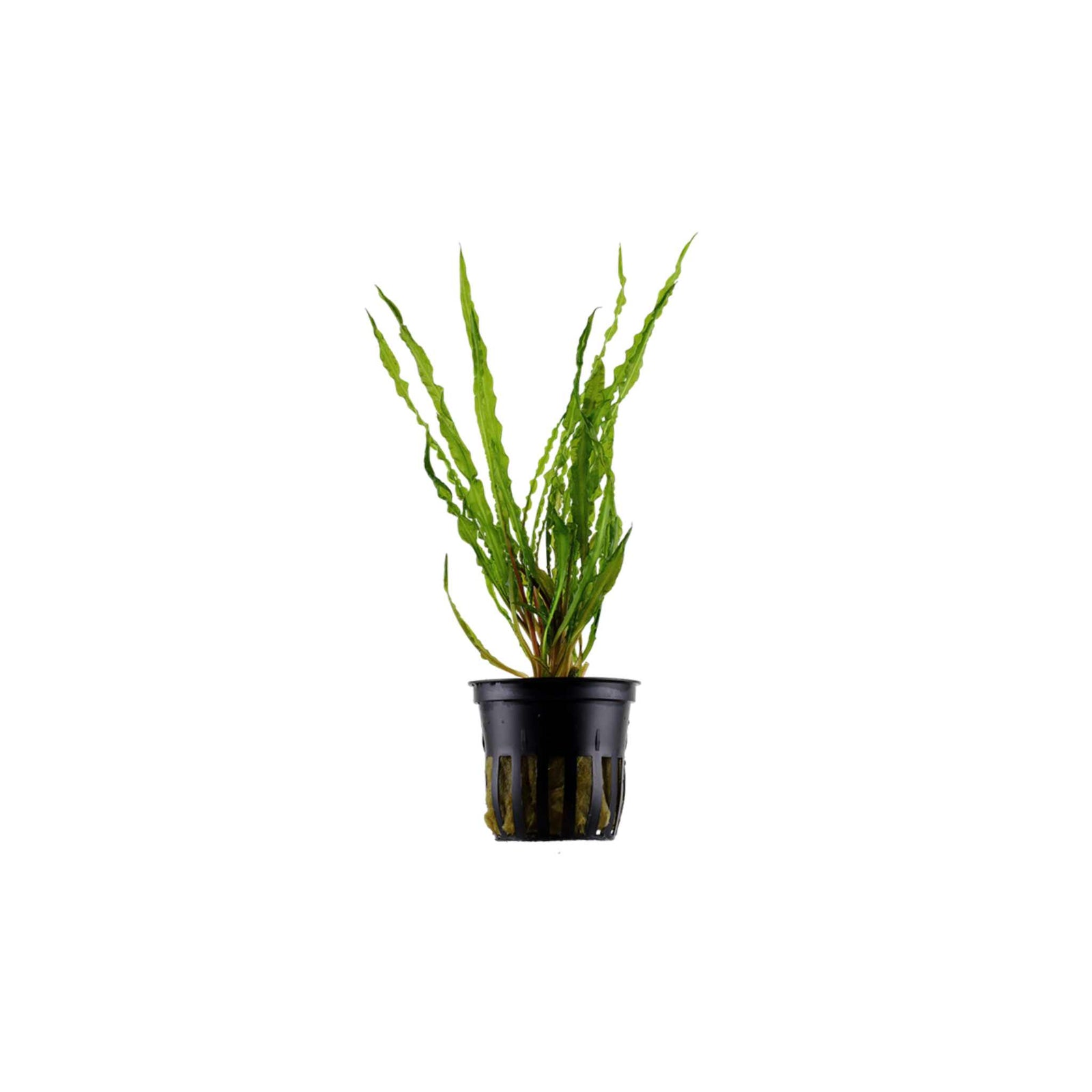 Cryptocoryne Crypt Balansae